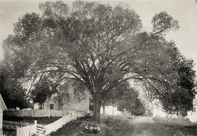 Indiana Constitutional Elm in Corydon Indiana